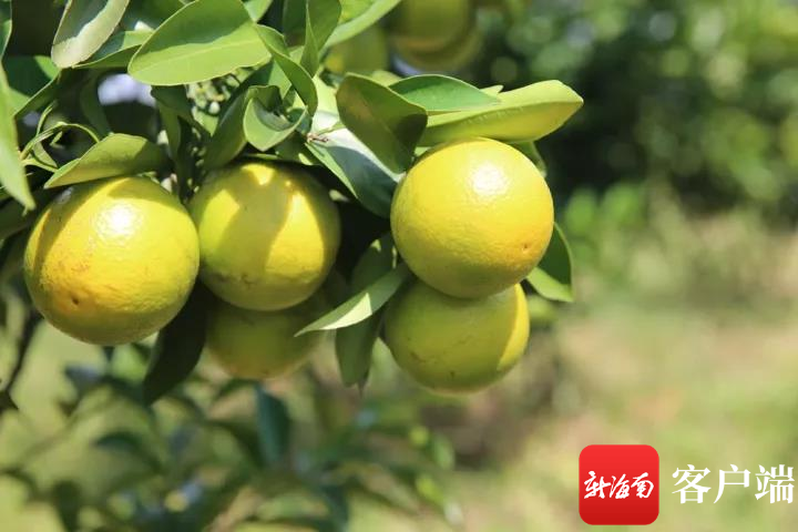 插入圖片